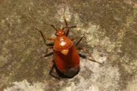 Deraeocoris ruber
