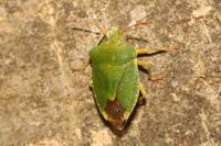 Palomena prasina