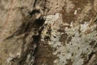 Phytocoris tiliae