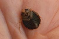 Aphelocheirus aestivalis