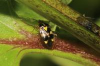 Liocoris tripustulatus