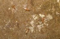 Campyloneura virgula