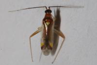 Campyloneura virgula