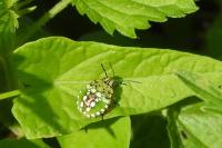 Nezara viridula