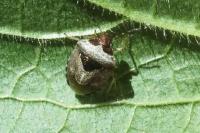 Stagonomus venustissimus