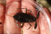 Nepa cinerea