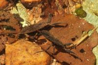 Nepa cinerea
