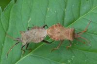 Coreus marginatus
