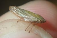 Aphrophora salicina