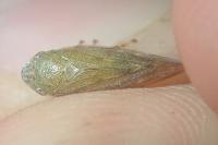Aphrophora salicina