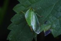 Stictocephala alta