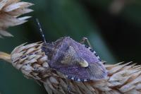 Dolycoris baccarum