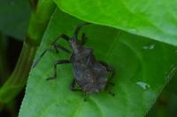 Coreus marginatus