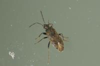 Peritrechus