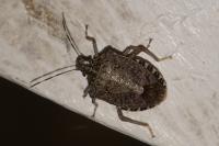 Halyomorpha halys