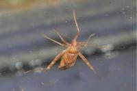 Phytocoris