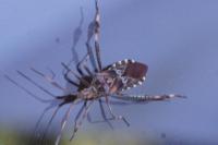 Leptoglossus occidentalis