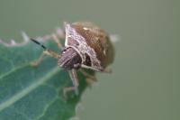 Eysarcoris ventralis