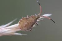 Enoplops scapha