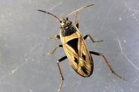 Xanthochilus quadratus
