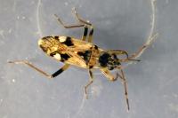 Beosus maritimus
