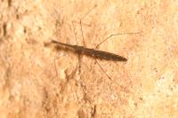 Hydrometra stagnorum