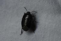 Sehirus