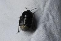 Sehirus
