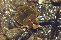 Aphelocheirus aestivalis