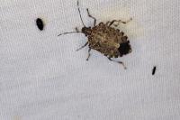 Halyomorpha halys
