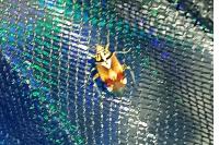Lygus pratensis