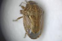 Neottiglossa leporina