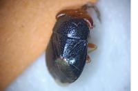 Geocoris erythrocephalus