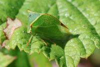 Stictocephala alta