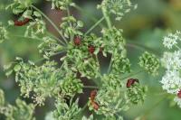 Graphosoma italicum