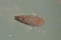 Fieberiella florii
