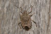 Halyomorpha halys