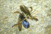 Corixa