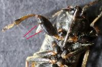 Megalonotus emarginatus
