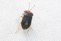 Geocoris erythrocephalus
