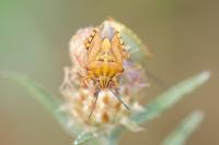 Carpocoris purpureipennis