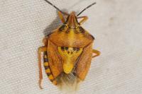 Carpocoris purpureipennis