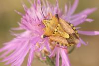 Carpocoris mediterraneus