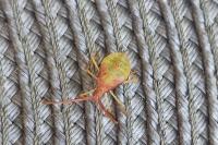 Gonocerus acuteangulatus