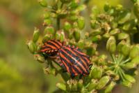 Graphosoma italicum
