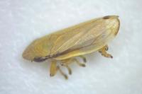 Neophilaenus lineatus