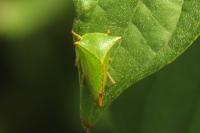 Stictocephala alta