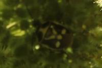 Eurydema oleracea