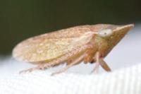Aphrodes