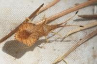 Syromastus rhombeus